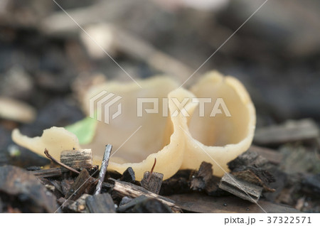 Peziza varia Peziza varia 37322571