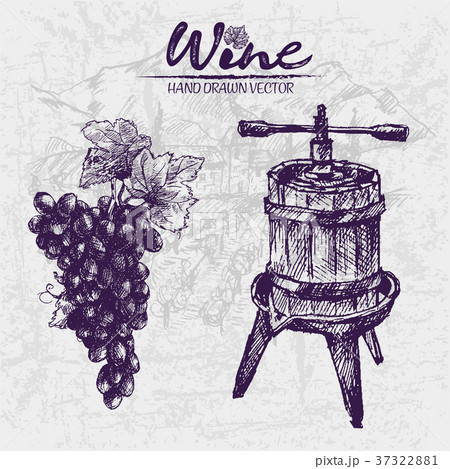 Digital color vector detailed line art black grape 37322881