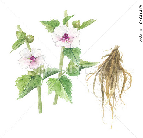 ウスベニタチアオイの花と根のイラスト素材