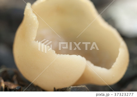 Peziza varia 37323277