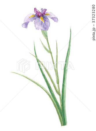 菖蒲　ショウブ 37323280