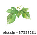 桑の葉 37323281