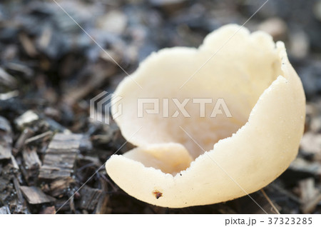 Peziza varia Peziza varia 37323285