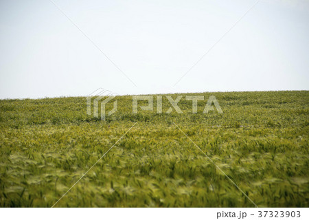 自然 風景 青麦畑 37323903