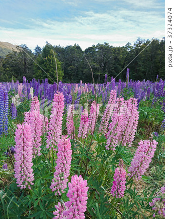 Ping Lupin flower with purple colour  37324074