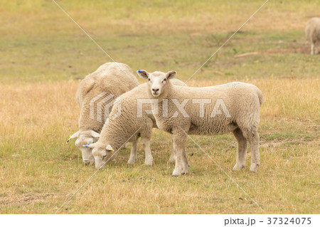 three baby sheep on dry green glass 37324075