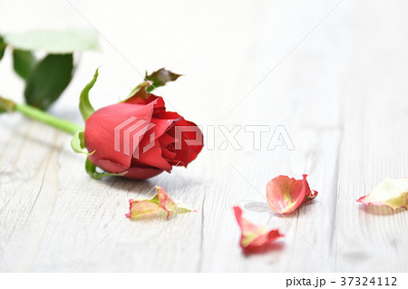 薔薇の花と花びらの写真素材