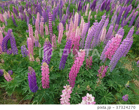 Purple lupine blossom aerial view 37324270