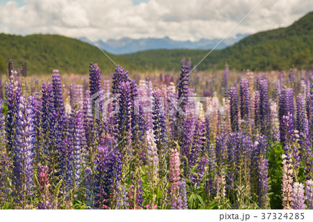 Beautiful Lupin flower in New Zealand 37324285