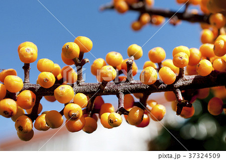 カポックの果実（シェフレラ 、ヤドリフカノキ） 37324509