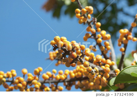 カポックの果実（シェフレラ 、ヤドリフカノキ） 37324590