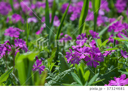 満開のサクラソウ 37324681