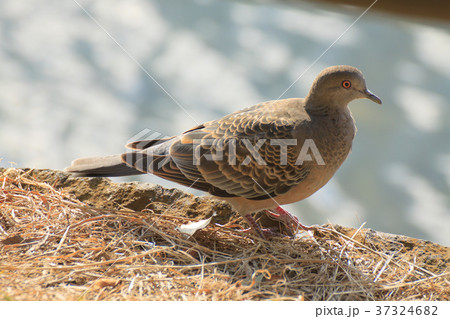 キジバト 37324682