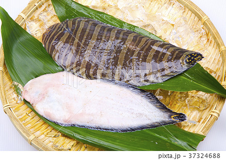 シマウシノシタ 食材 シマウシノシタ 食材 37324688