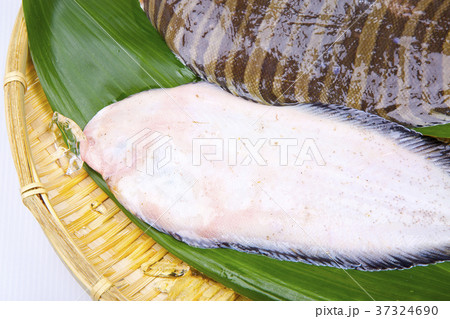 シマウシノシタ　食材 37324690