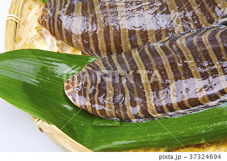 シマウシノシタ 食材 シマウシノシタ 食材 37324694
