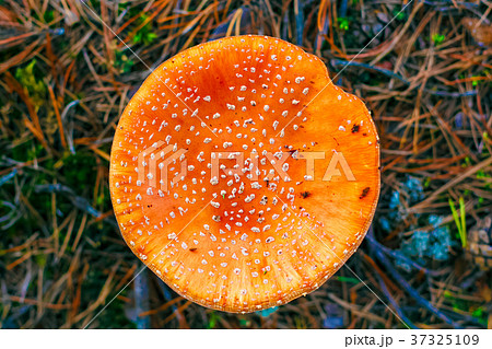 Amanita Muscaria poisonous mushroom 37325109