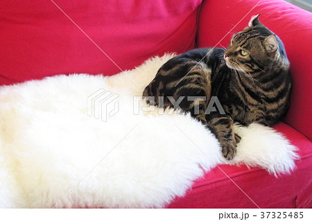猫 猫 37325485