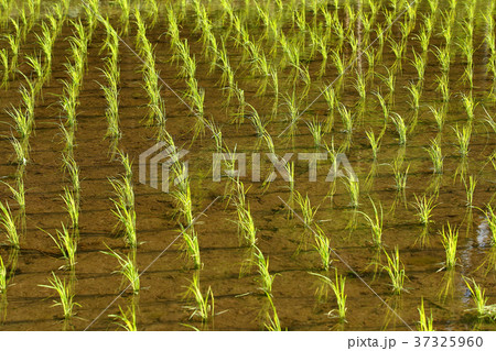 春の田んぼ 37325960