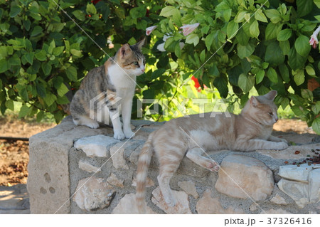 Two cats on a stone wall on a background of green Two cats on a stone wall on a background of green 37326416