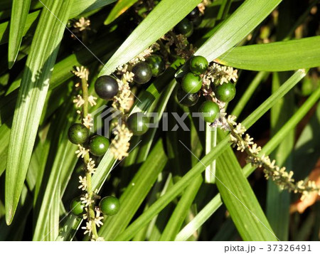 ヤブラン/日比谷公園 ヤブラン/日比谷公園 37326491