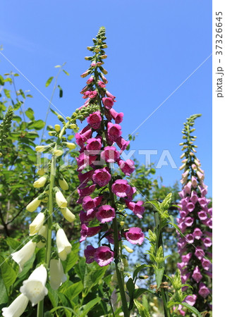 アカオフォレスト　ジギタリスの花 37326645