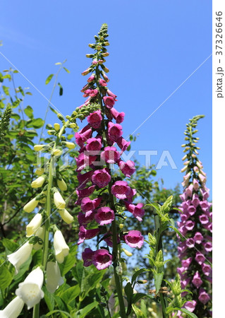 アカオフォレスト ジギタリスの花 アカオフォレスト ジギタリスの花 37326646