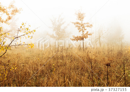 Trees in a fog 37327155
