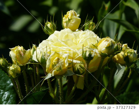黄色いバラの花 37327329