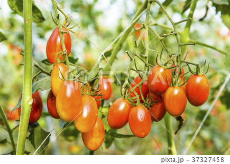 Fresh cherry tomatoes on plant in farm 37327458