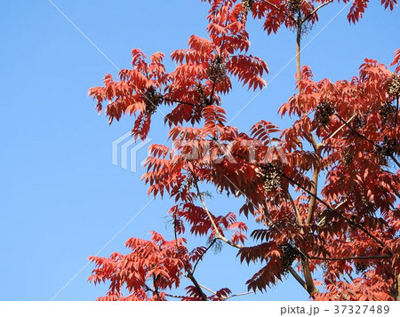 ハゼノキの紅葉/八王子 ハゼノキの紅葉/八王子 37327489