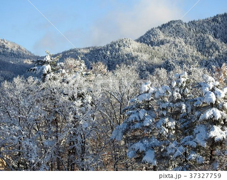 山の木々に積もる雪/大町温泉 山の木々に積もる雪/大町温泉 37327759