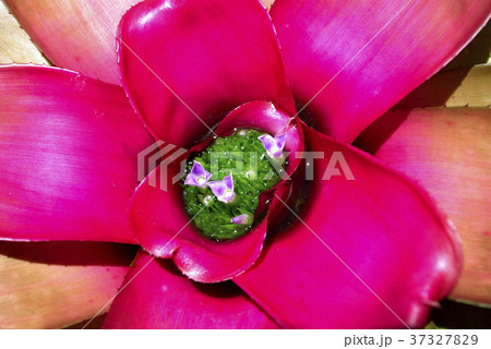 red BROMELIAD flower in bloom, new life begin red BROMELIAD flower in bloom, new life begin 37327829