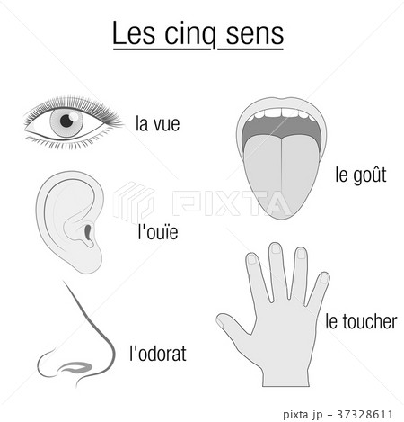 List of Five Sense Organs: Eyes, Nose, Ears, Tongue, and Skin