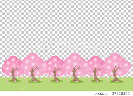 排櫻桃樹 37328863