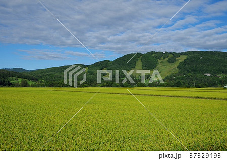 rice fields & a skiing mountain 37329493