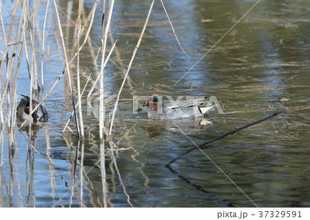 コガモ 37329591