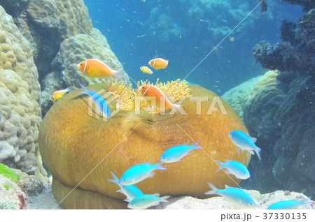 ピンクアネモネフィッシュ 魚の写真素材