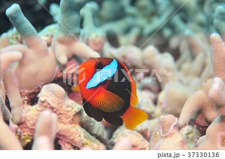 ブラックアネモネフィッシュ　オーストラリア　ケアンズ 37330136