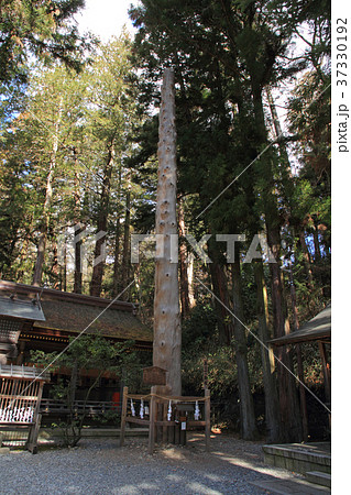 諏訪大社下社春宮　一之御柱 37330192