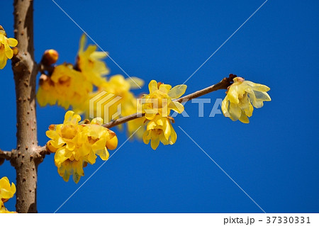 ロウバイ 37330331