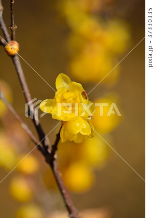 ロウバイ 37330335