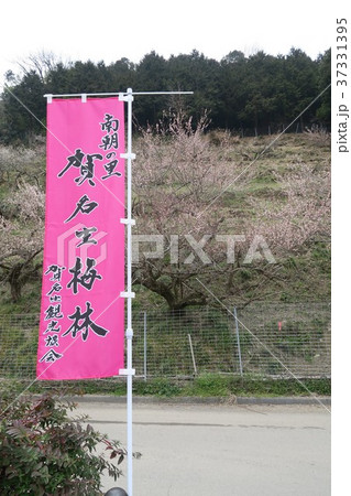 賀名生梅林 賀名生梅林 37331395
