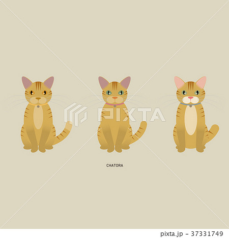 茶トラネコ 37331749