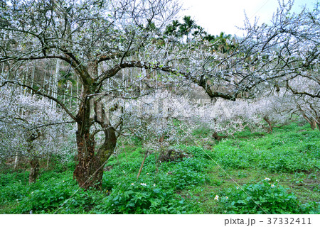 うめ 春告草 ソシンロウバイ 37332411