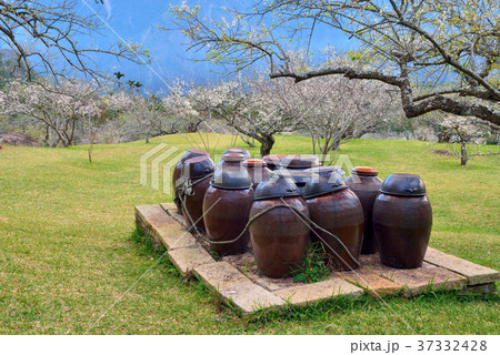 うめ 春告草 ソシンロウバイ 37332428