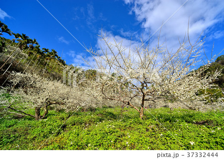 うめ 春告草 ソシンロウバイ 37332444
