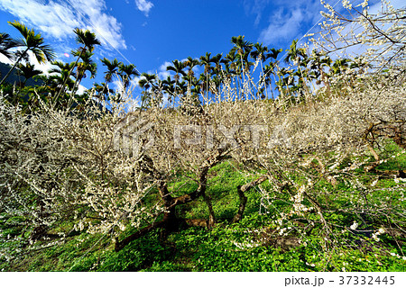 うめ 春告草 ソシンロウバイ 37332445