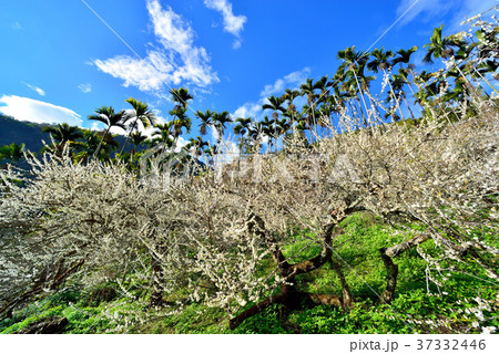 うめ 春告草 ソシンロウバイ 37332446