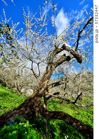 うめ 春告草 ソシンロウバイ 37332447